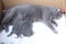 British Shorthair mom cat breastfeeding her babies in a box