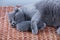 British Shorthair mom cat taking care of her babies