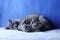 British Shorthair mother cat taking care of her new born kitten