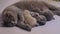 British Shorthair mother feeding her babies