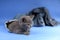 British Shorthair mother with her baby winner