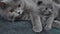 British Shorthair mother and kitten portrait