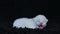 British Shorthair new born kittens, isolated portrait