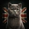 British Shorthair is the pedigreed version of the traditional British domestic cat, with a distinctively stocky body