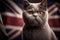 British Shorthair is the pedigreed version of the traditional British domestic cat, with a distinctively stocky body