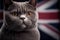 British Shorthair is the pedigreed version of the traditional British domestic cat, with a distinctively stocky body