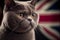 British Shorthair is the pedigreed version of the traditional British domestic cat, with a distinctively stocky body