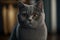 British Shorthair is the pedigreed version of the traditional British domestic cat, with a distinctively stocky body