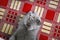 British Shorthair on a red rug