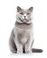 British Shorthair Relaxing