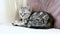 British shorthair silver tabby kitten having rest on a sofa in a living room