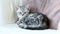 British shorthair silver tabby kitten having rest on a sofa in a living room