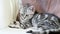 British shorthair silver tabby kitten having rest on a sofa in a living room