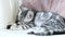 British shorthair silver tabby kitten having rest on a sofa in a living room