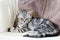 British shorthair silver tabby kitten having rest on a sofa in a living room. Juvenile domestic cat spending time indoors