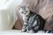 British shorthair silver tabby kitten having rest on a sofa in a living room. Juvenile domestic cat spending time indoors