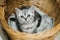 British shorthair silver tabby kitten having rest in wicker basket. Juvenile domestic cat spending time indoors