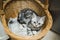 British shorthair silver tabby kitten having rest in wicker basket. Juvenile domestic cat spending time indoors