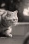 British Shorthair Tabby in the garden, close-up portrait