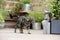 British Shorthair Tabby walking in the yard