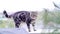 British Shorthair Tabby walking in the yard