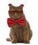 British Shorthair wearing glasses and a bow tie