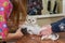 British shorthair white being groomed.