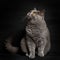 British shorthar sitting. Black background.