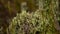 British Soldier lichen (Cladonia cristatella)