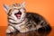 British striped ginger kitten yawns