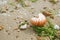 British summer beach with nautilus pompilius sea shell