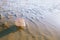 British summer beach with pretty sea shell