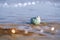 British summer beach with pretty sea shell