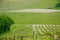 British Vineyard in the Surrey Hills, UK