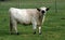 British white bull . British cattle