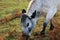 British White cattle - Roydon Common