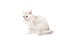 British white kitten on a white background, washes, licks a paw
