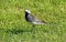 British white pied wagtail birds bird pet animals pets