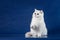 British white shorthair playful cat with magic Blue eyes, britain kitten sitting on blue background with reflection