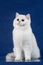 British white shorthair young cat with magic Blue eyes, britain kitten sitting on blue background with reflection