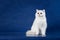 British white shorthair young cat with magic Blue eyes, britain kitten sitting on blue background with reflection, copy