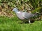 British wood pigeon bird birds pigeons nesting roosting foraging food grass single adult neck garden urban country
