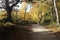 British woodland scene with track leading through to golden leaves on tall trees in autumn,fall