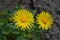 British yellowhead flowers Inula Britannica