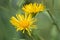 British yellowhead, Inula britannica, yellow flowers