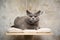 Britsh shorthair cat resting on scratching post