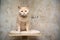 Britsh shorthair cat on scratching post