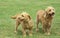 BRITTABY FAWN BASSET DOG OR BASSET FAUVE DE BRETAGNE, PAIR STANDING ON GRASS