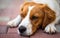 Brittany dog female puppy closeup. Lying down and resting in shade from summer heat