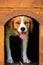 Brittany dog female puppy in wooden dog house. Peeking from inside with tongue out